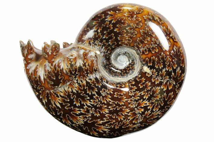 Polished, Agatized Ammonite (Cleoniceras) - Madagascar #110509